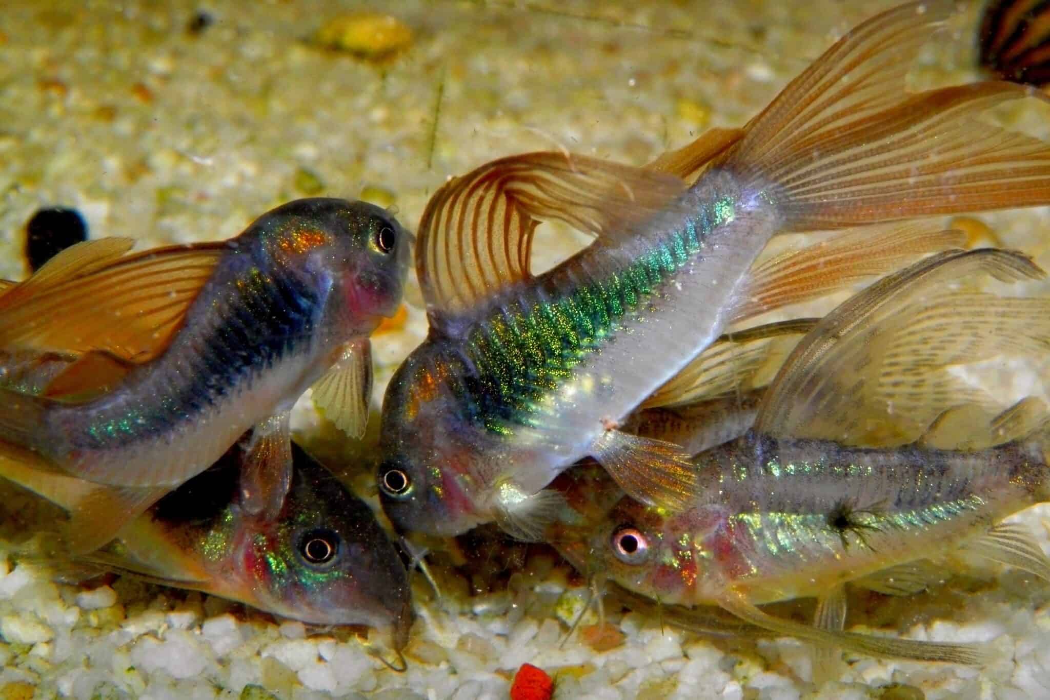 Emerald Cory Catfish Species Profile, Facts & Pictures