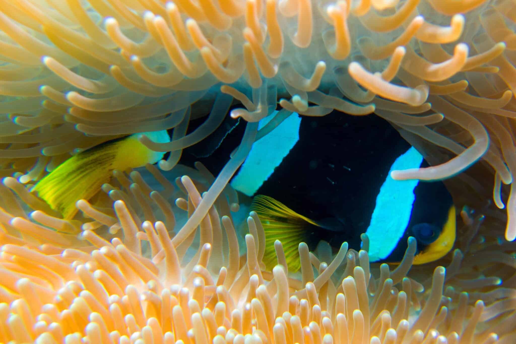 Where Do Clownfish Live? Clownfish Habitat & Facts