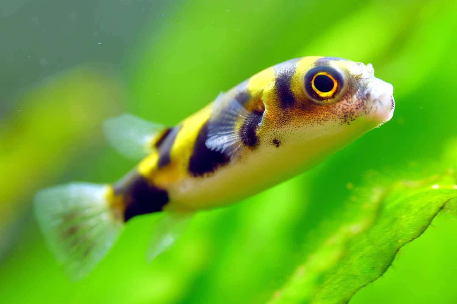 31 Best Schooling Fish for Your Aquarium