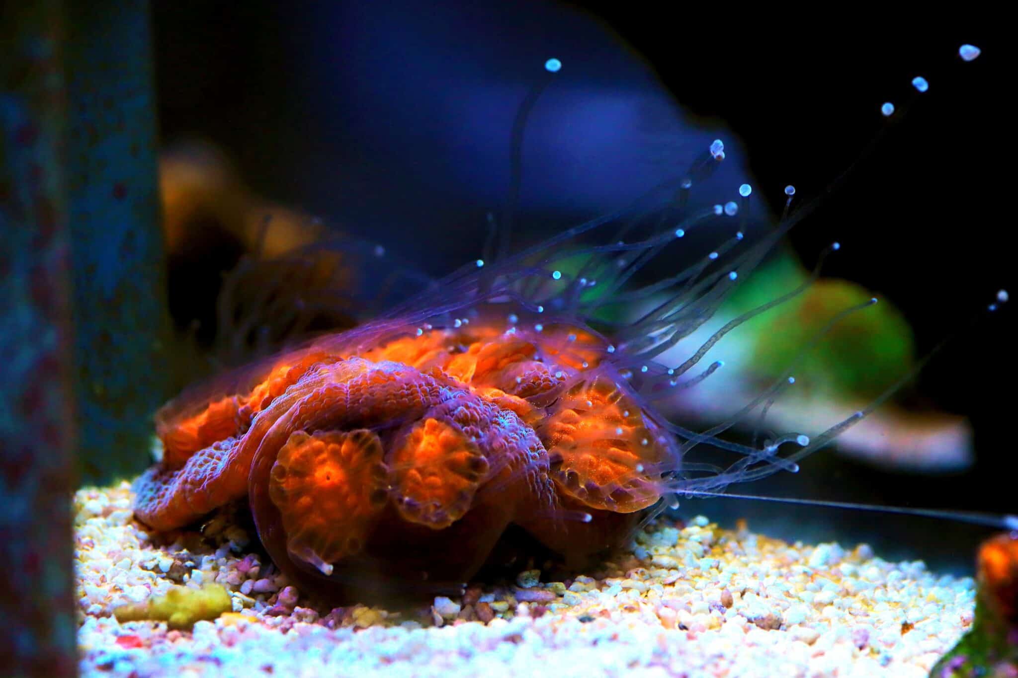 Chalice Coral Care A Definitive Guide (With FAQs)