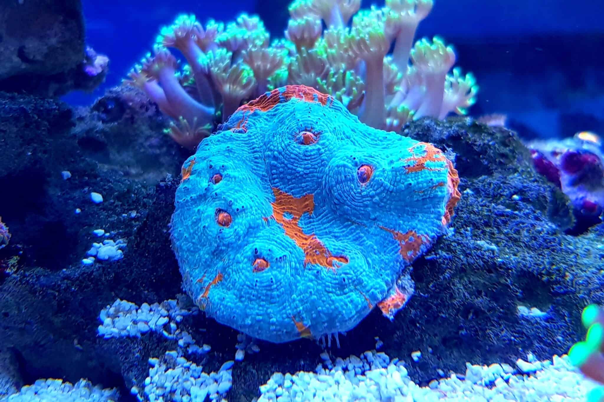 Chalice Coral Care A Definitive Guide (With FAQs)