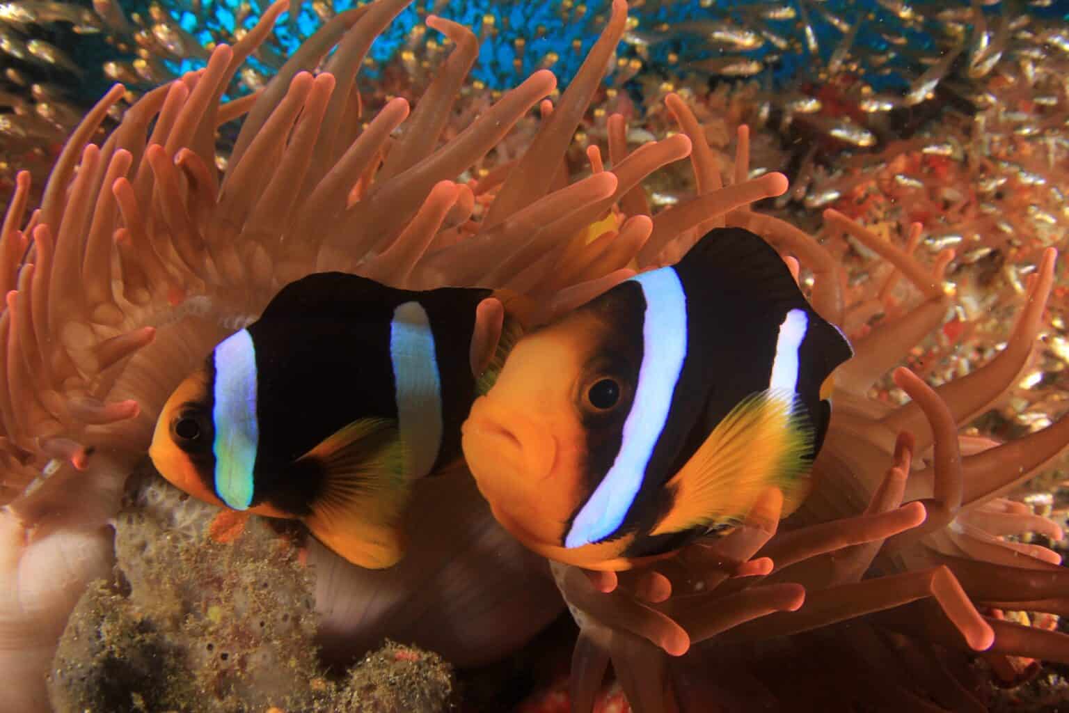 Where Do Clownfish Live? - Clownfish Habitat & Facts