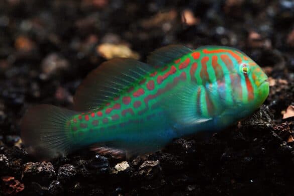 41 Most Popular Types of Saltwater Fish