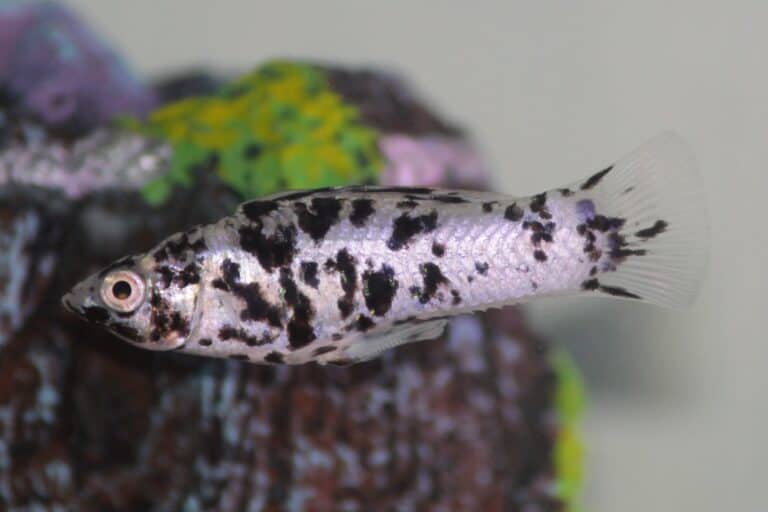 Dalmatian Molly: Species Profile, Facts &amp; Pictures