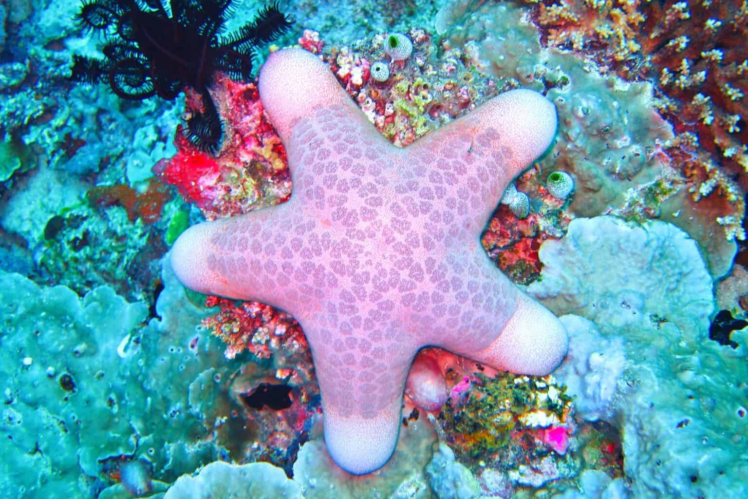 Can You Eat Starfish? What Does It Taste Like?