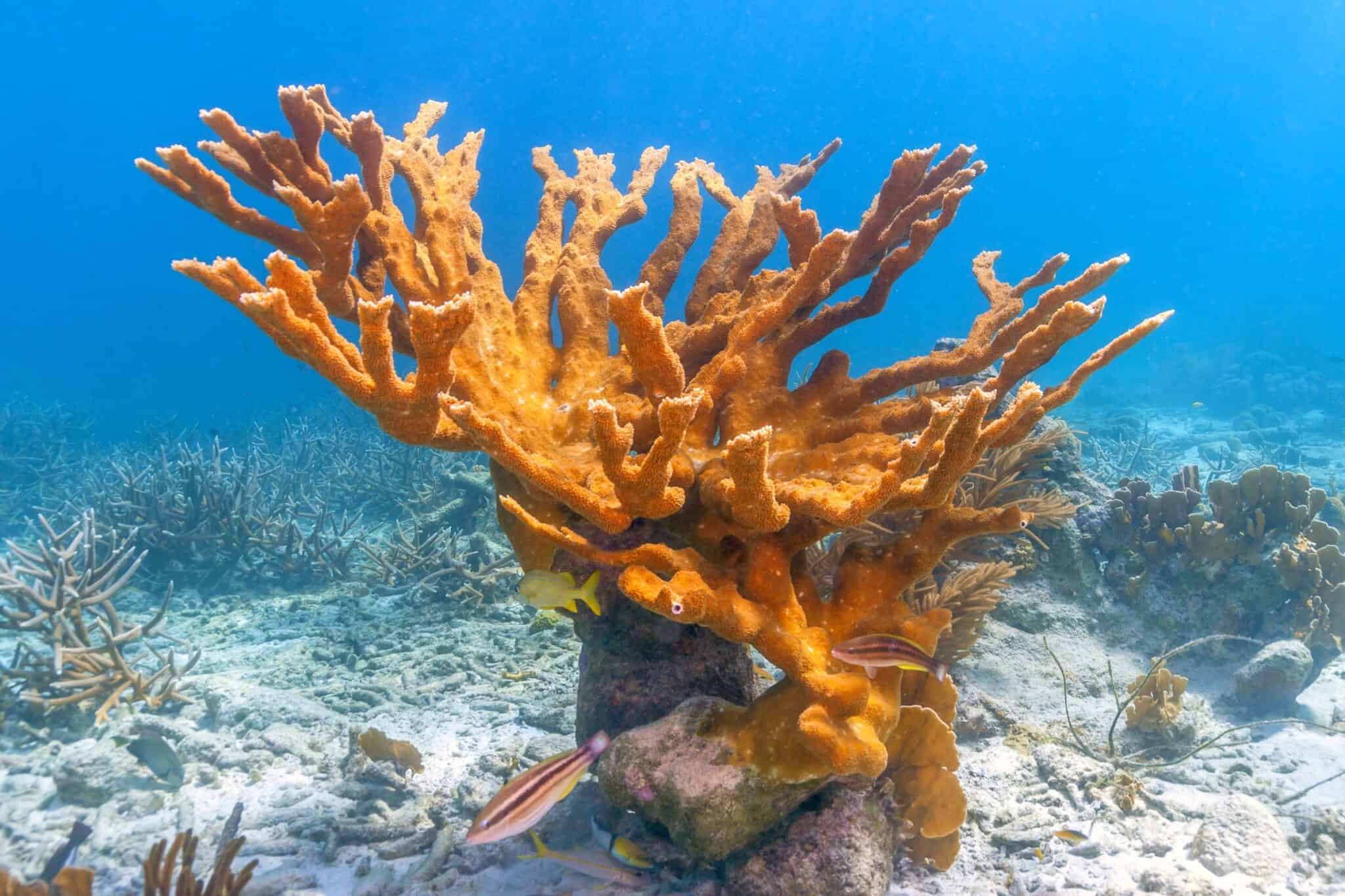 25 Different Types of Coral Species