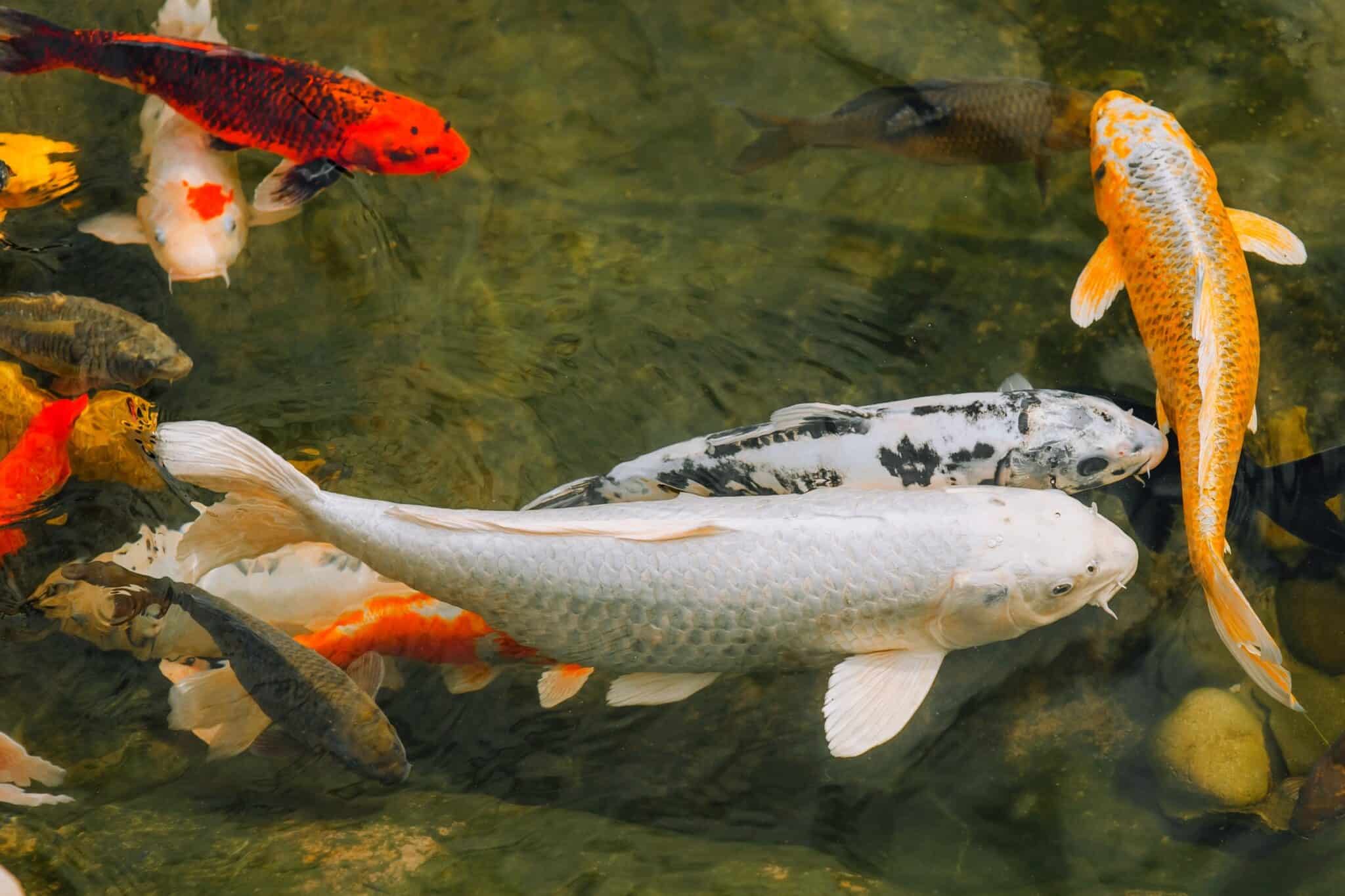 10 Most Expensive Types of Koi Fish