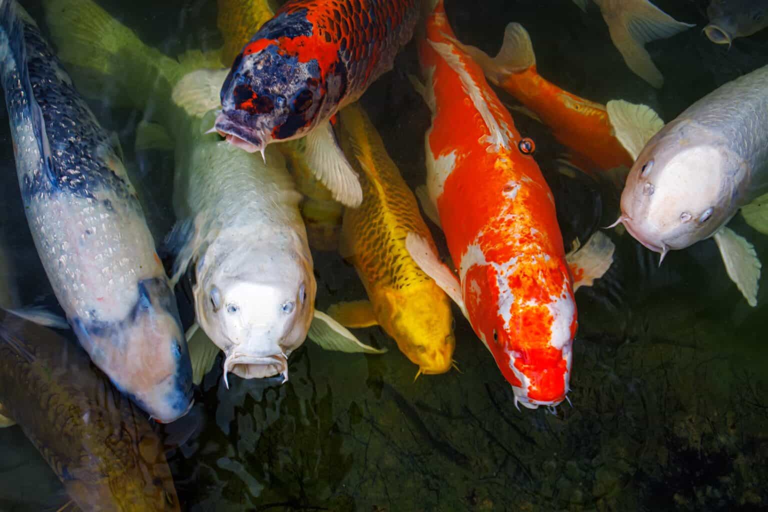 10 Most Expensive Types of Koi Fish