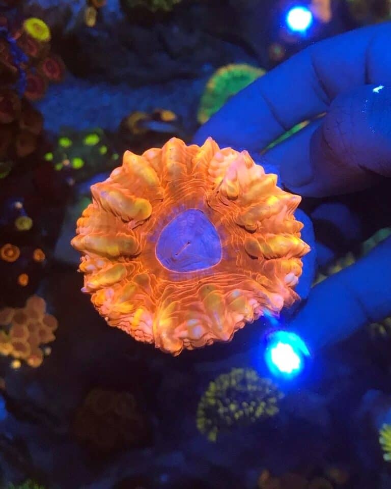 5 Most Expensive Corals in the World