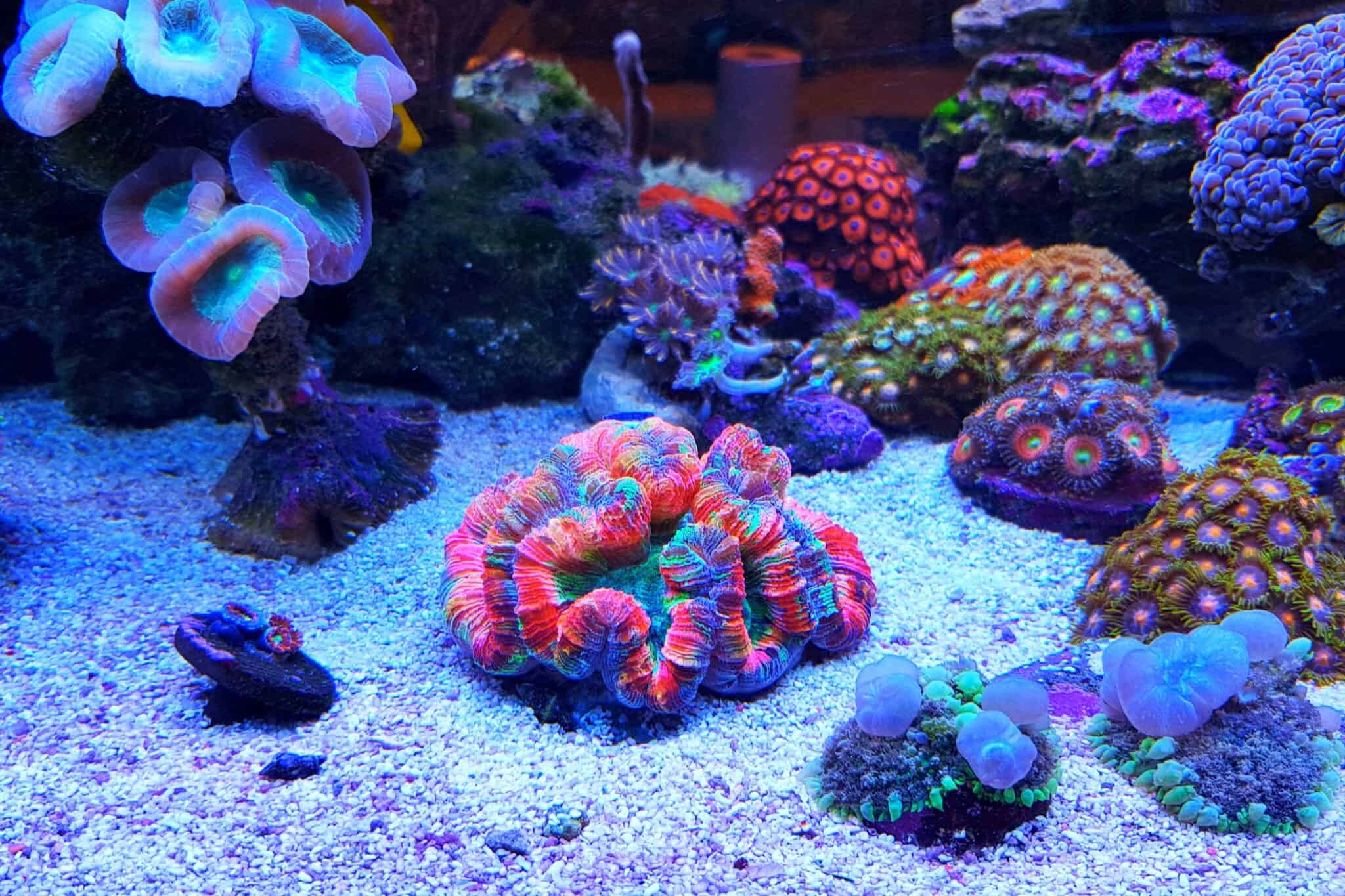 5 Most Expensive Corals in the World
