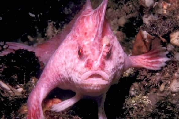 27 Most Popular Types of Fish With Legs