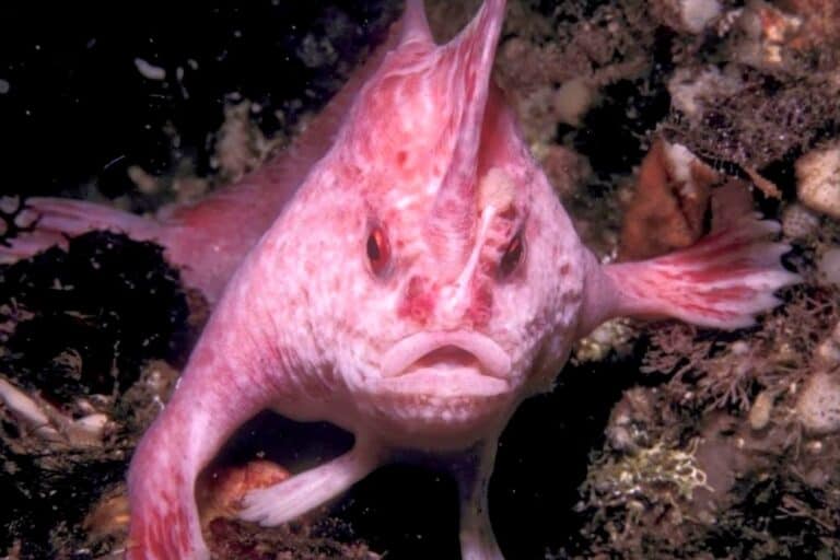 Phalanges Fish 27 Most Popular Types of Fish With Legs