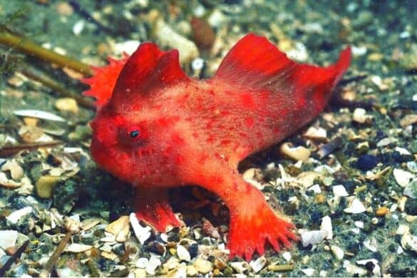 27 Most Popular Types of Fish With Legs