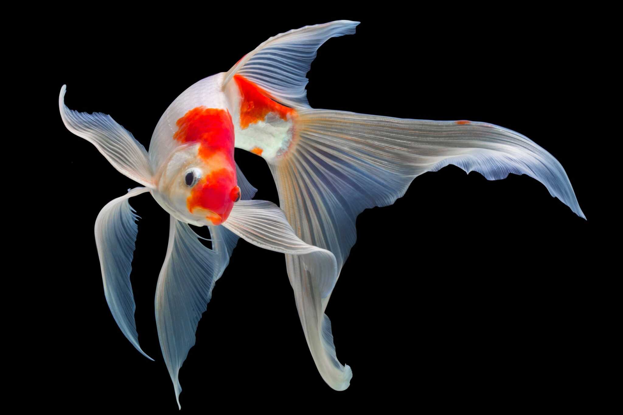 10 Most Expensive Types of Koi Fish