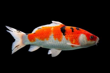10 Most Expensive Types of Koi Fish