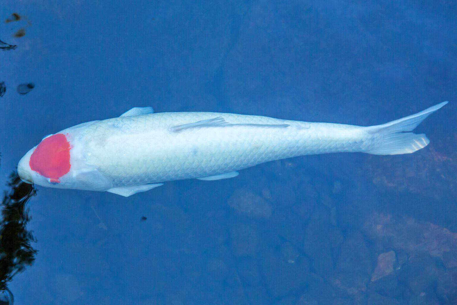 10 Most Expensive Types of Koi Fish