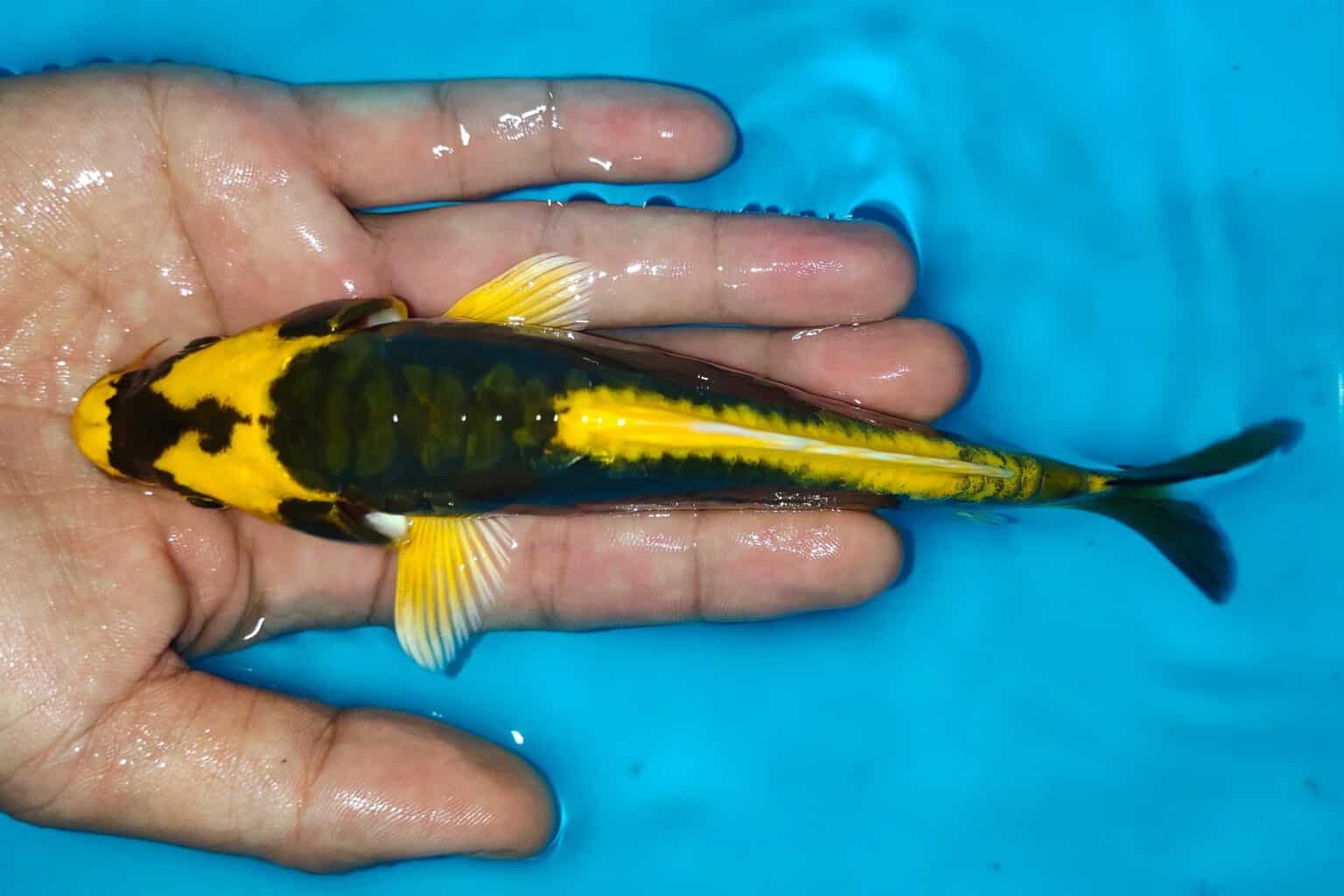 10 Most Expensive Types of Koi Fish