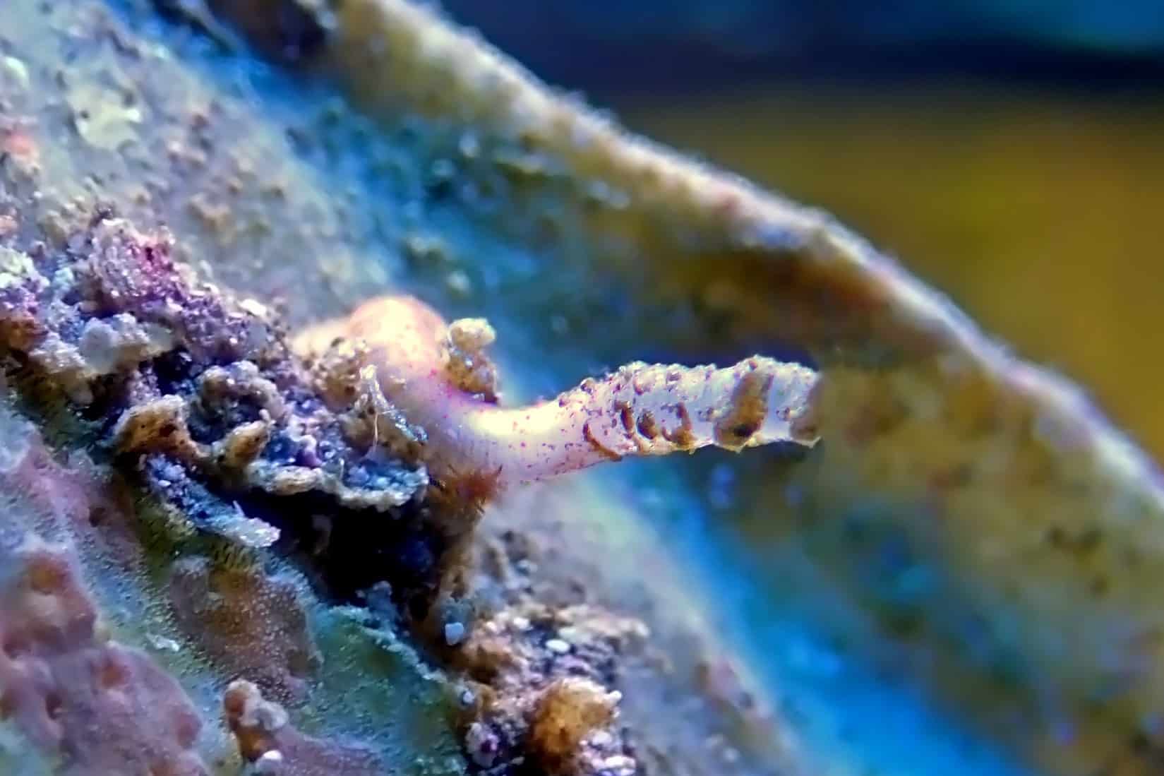 What Are Vermetid Snails? (Control & Removal Guide)