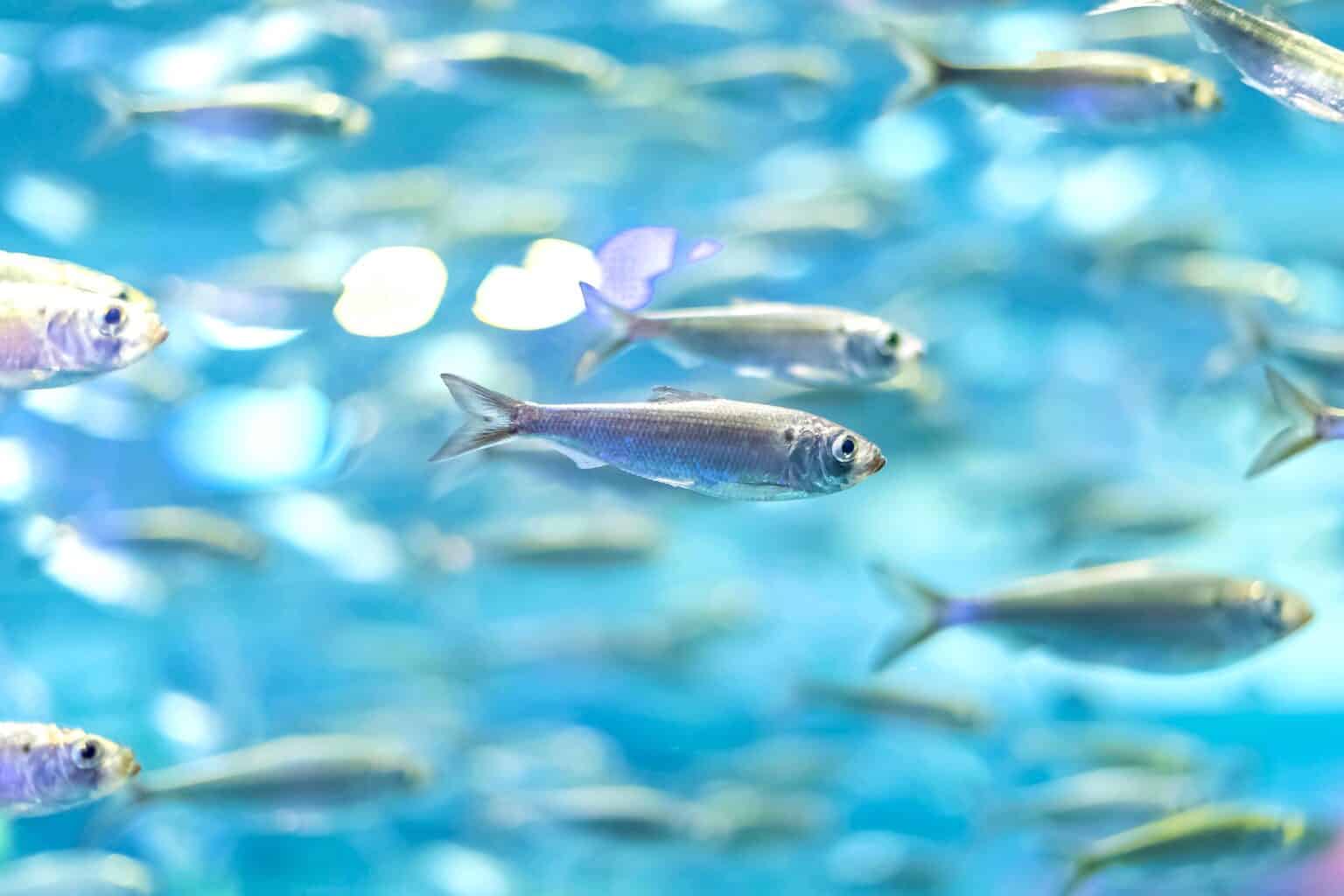 8 Different Types of Shad