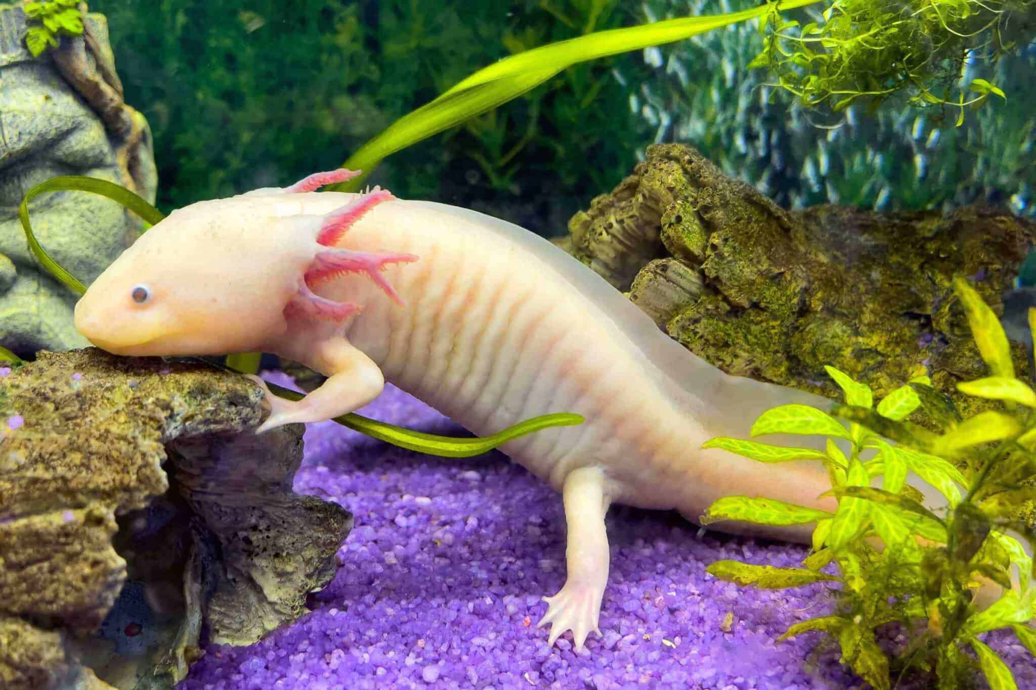 How Much Does an Axolotl Cost? (2025 Price Guide)