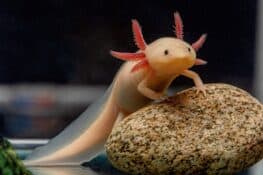 Axolotl Sexing: How to Determine an Axolotl’s Gender