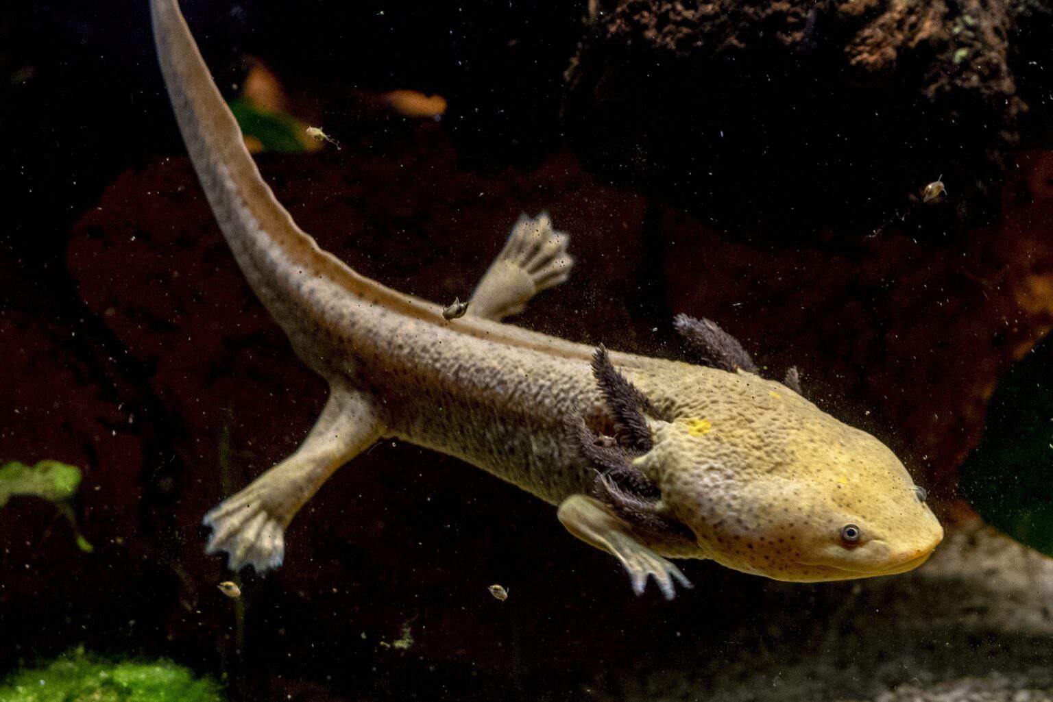 8 Effective Ways to Keep Your Axolotl Tank Cool