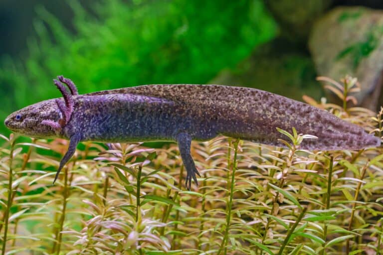 How Much Does an Axolotl Cost? (2024 Price Guide)