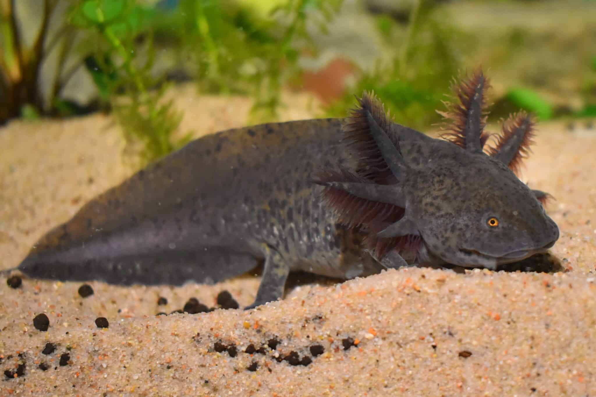 How Much Does an Axolotl Cost? (2025 Price Guide)