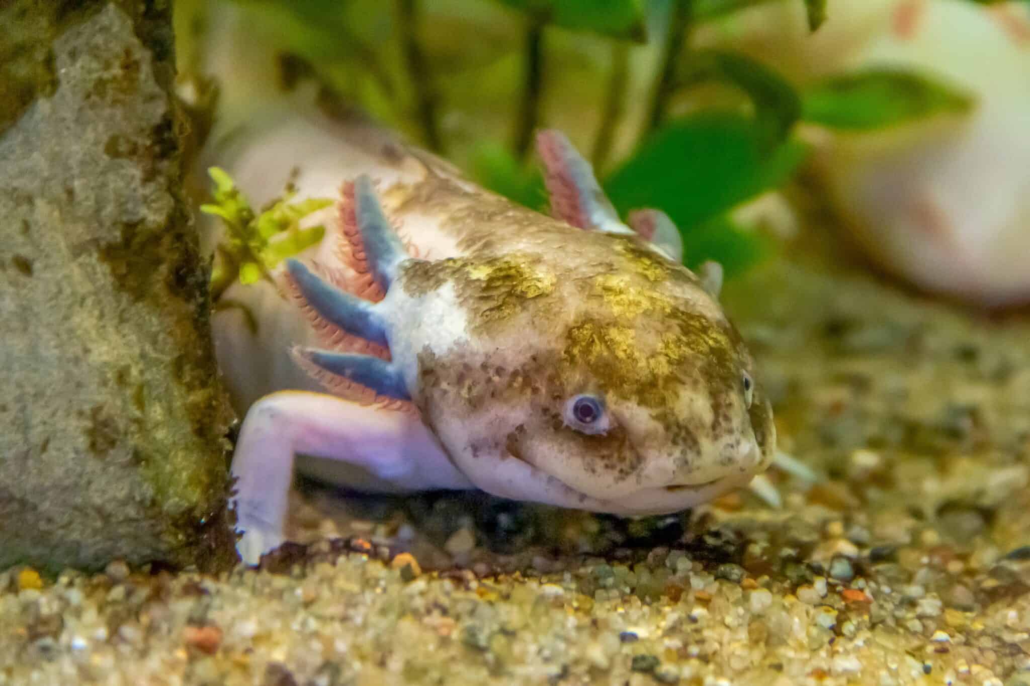 How Much Does an Axolotl Cost? (2024 Price Guide)