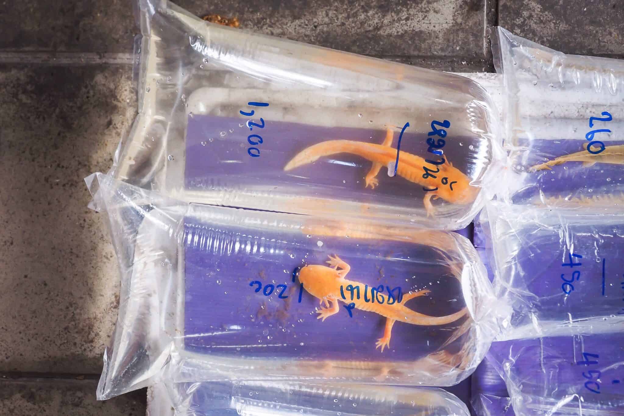 How Much Does an Axolotl Cost? (2024 Price Guide)