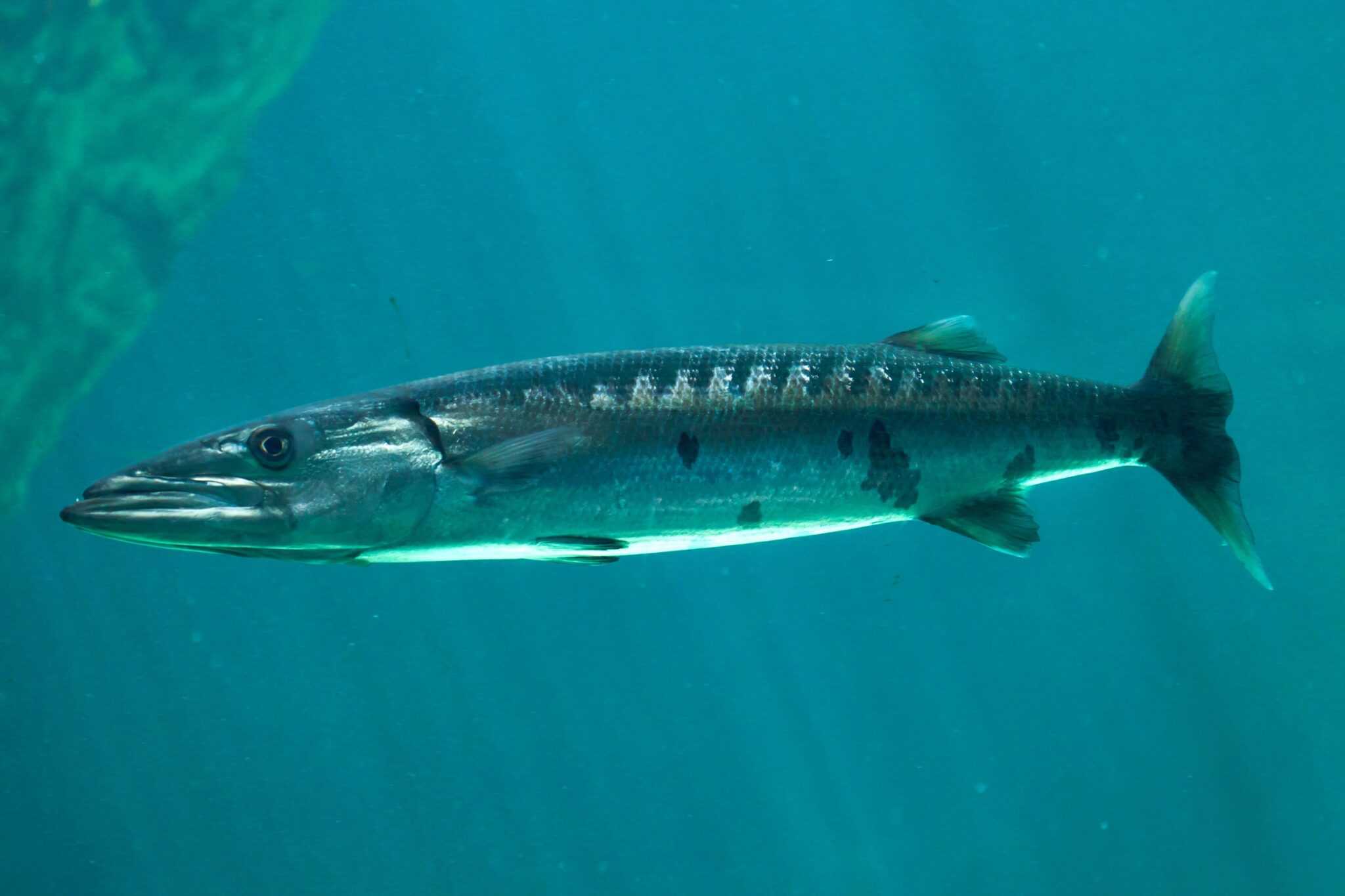 41 Types of Fish With Fins and Scales