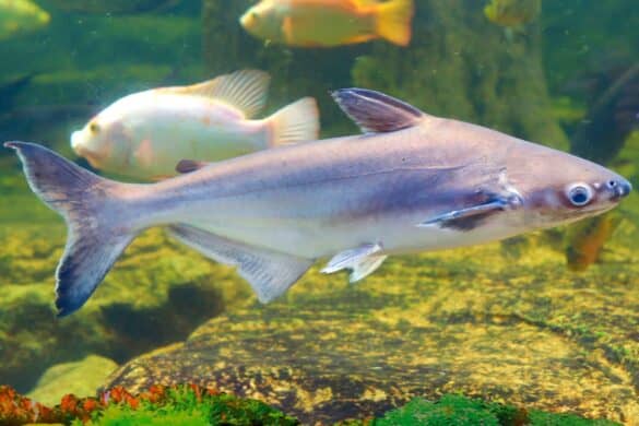 41 Types of Fish With Fins and Scales