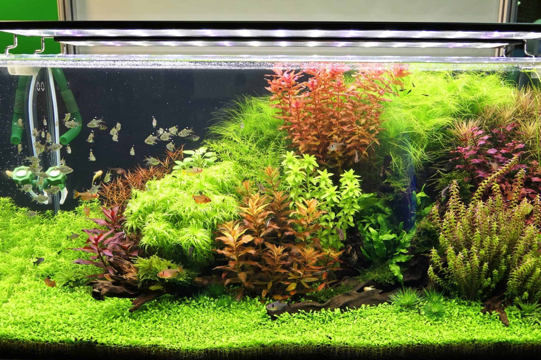 8 Effective Ways to Keep Your Axolotl Tank Cool