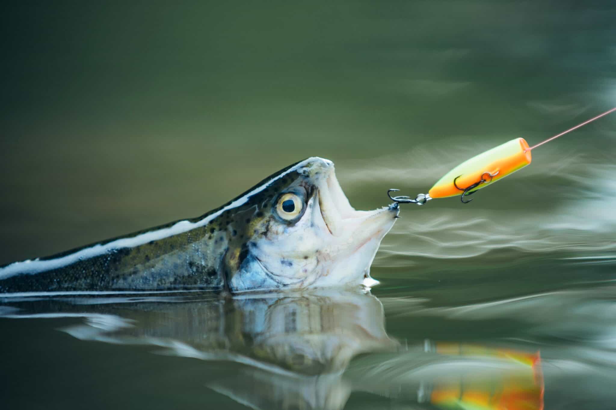 9 Best Baits for Rainbow Trout (& How to Fish Them)