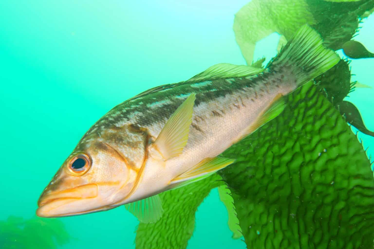 Calico Bass: Species Guide & How to Catch Them