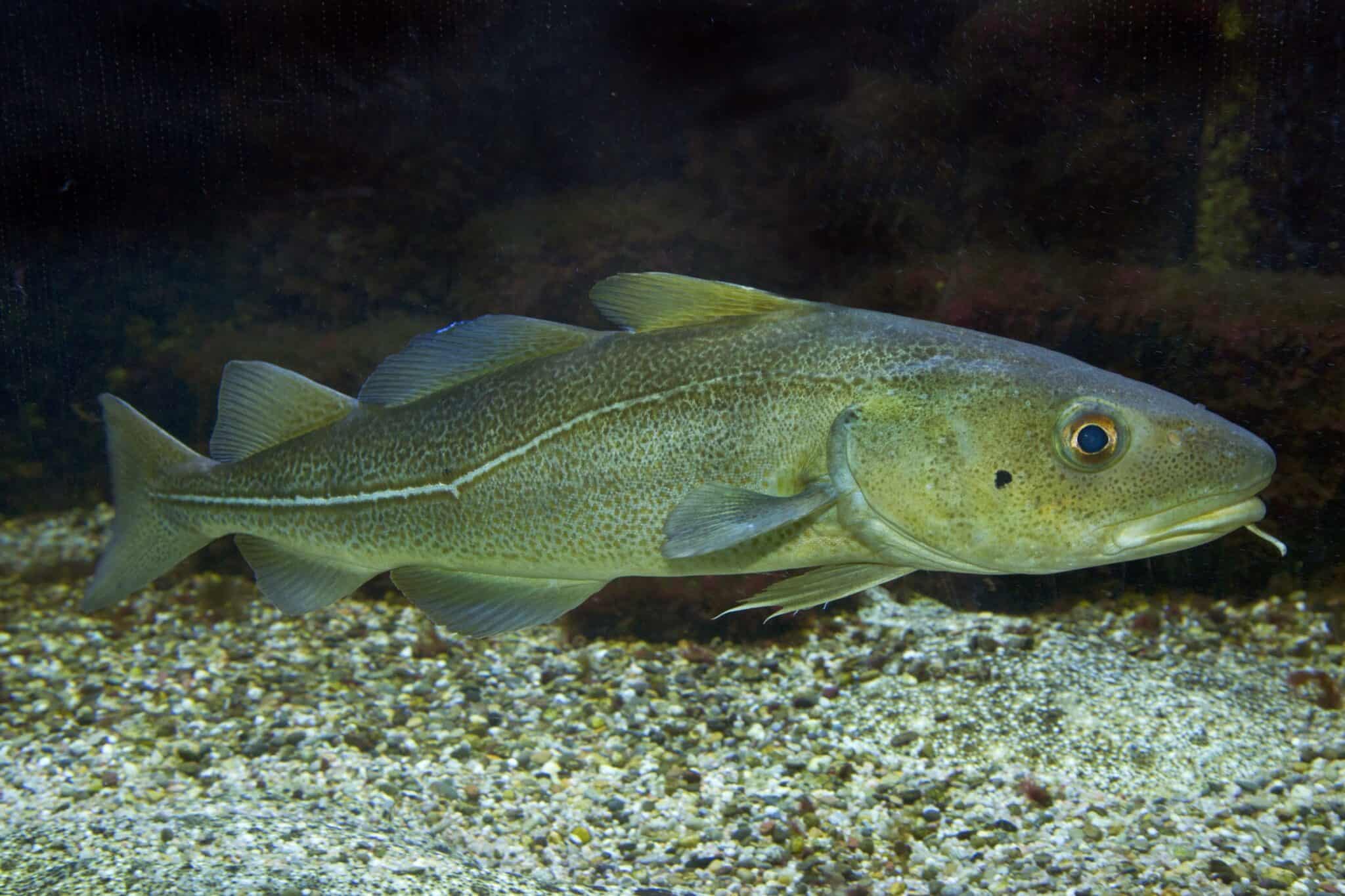 41 Types of Fish With Fins and Scales