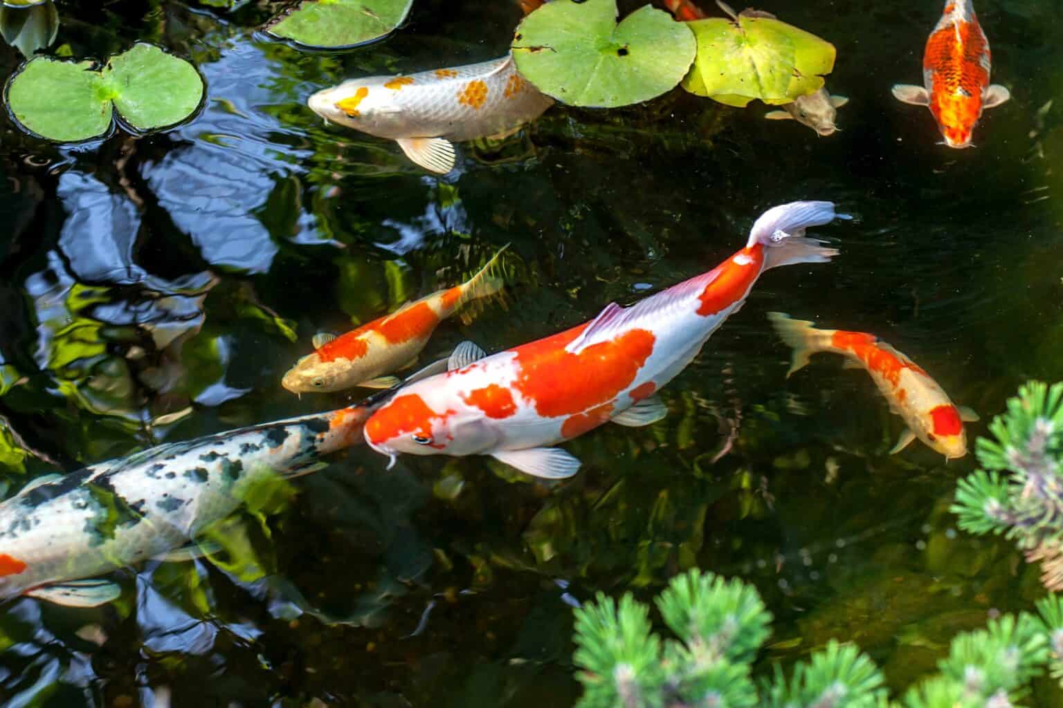 How Much Does a Koi Fish Cost? (2024 Price Guide)