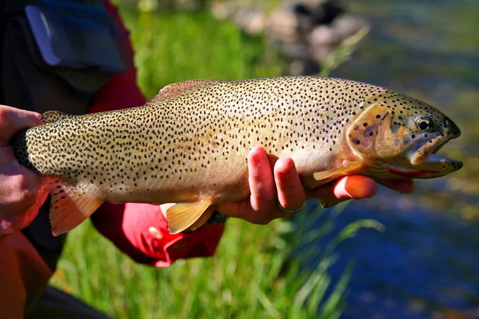 16 Types Of Trout Species Cutthroat Trout Held By Hand 1536x1024