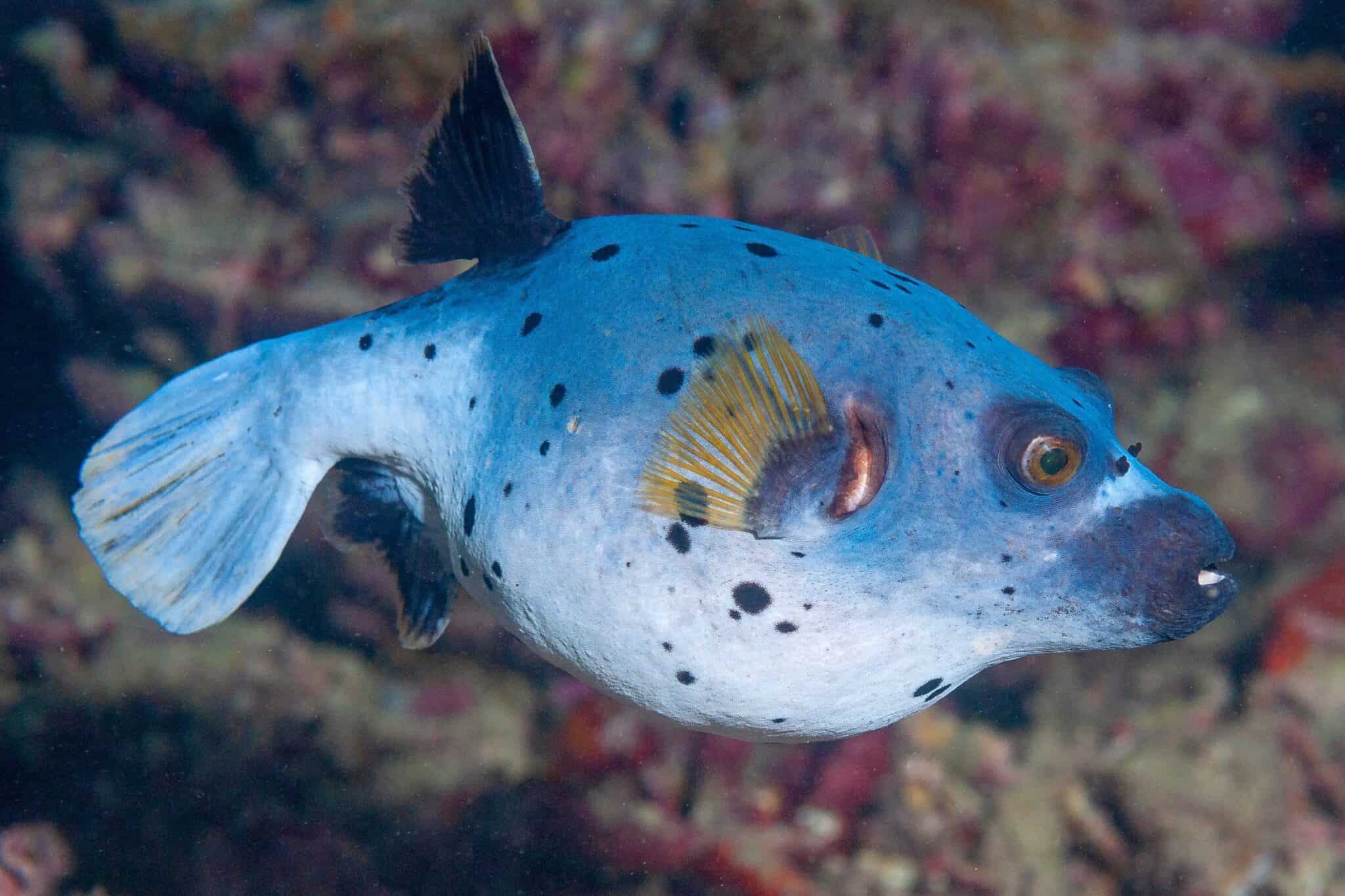 Dogface Puffer Fish Species Profile, Pictures & Facts