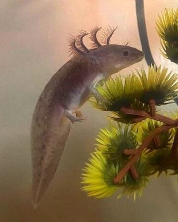 Firefly Axolotl: Species Profile, Care Guide & Pictures