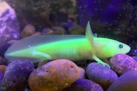 GFP Axolotl: Species Profile, Care Guide & Pictures