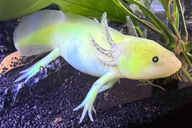 GFP Axolotl Species Profile, Care Guide & Pictures