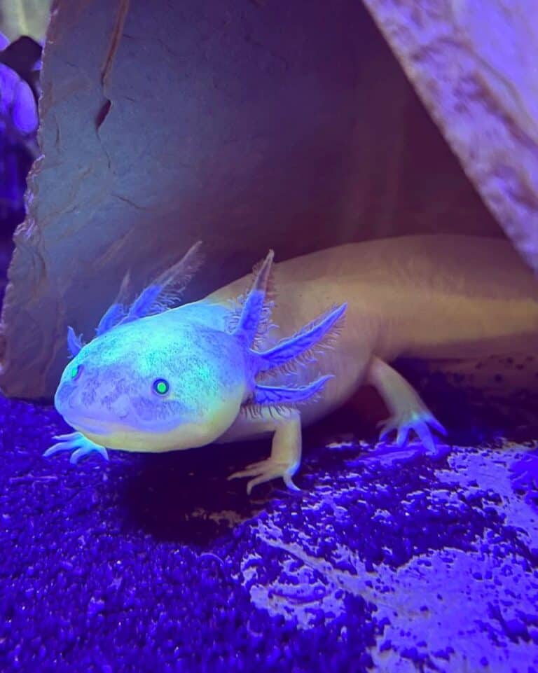 GFP Axolotl: Species Profile, Care Guide & Pictures