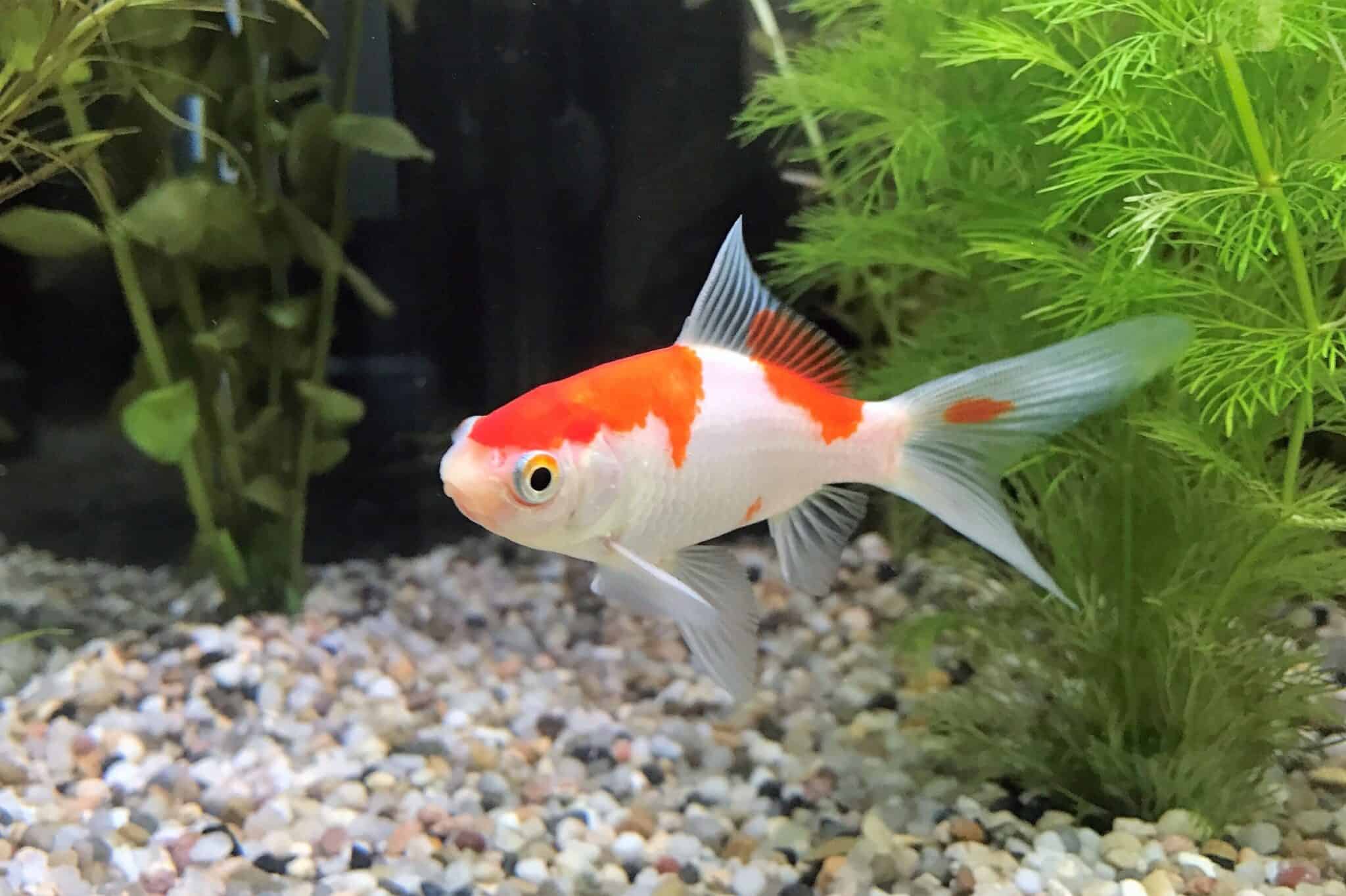 Can You Eat Goldfish? (And Why You Shouldn’t)