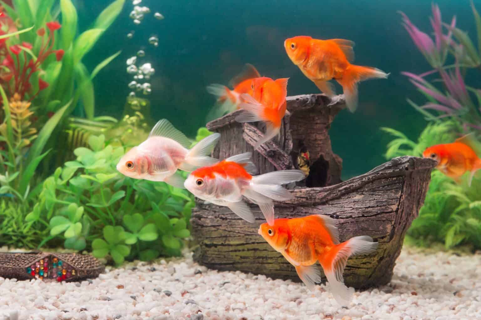 Can You Eat Goldfish? (And Why You Shouldn’t)