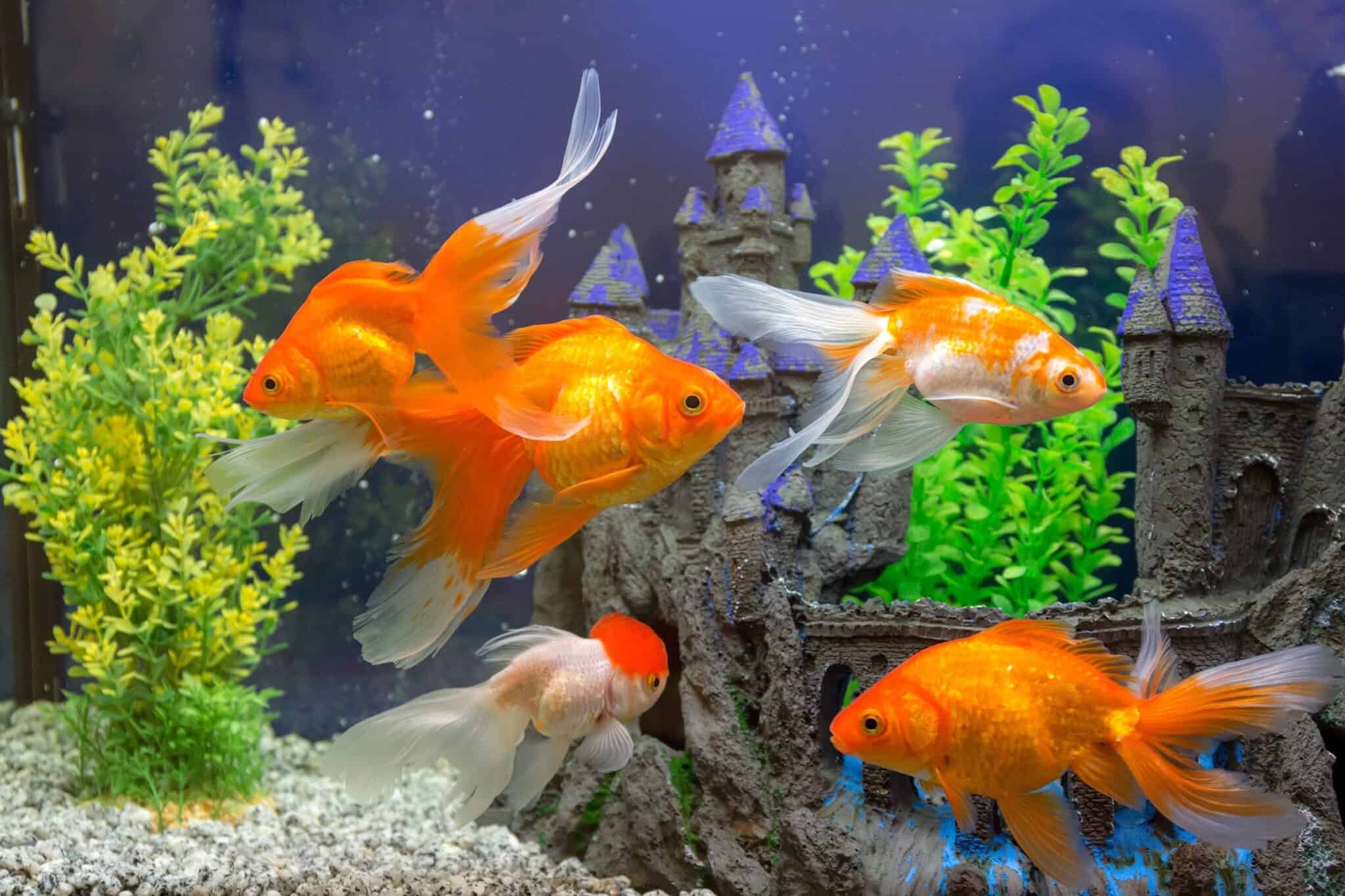 Can You Eat Goldfish? (And Why You Shouldn’t)