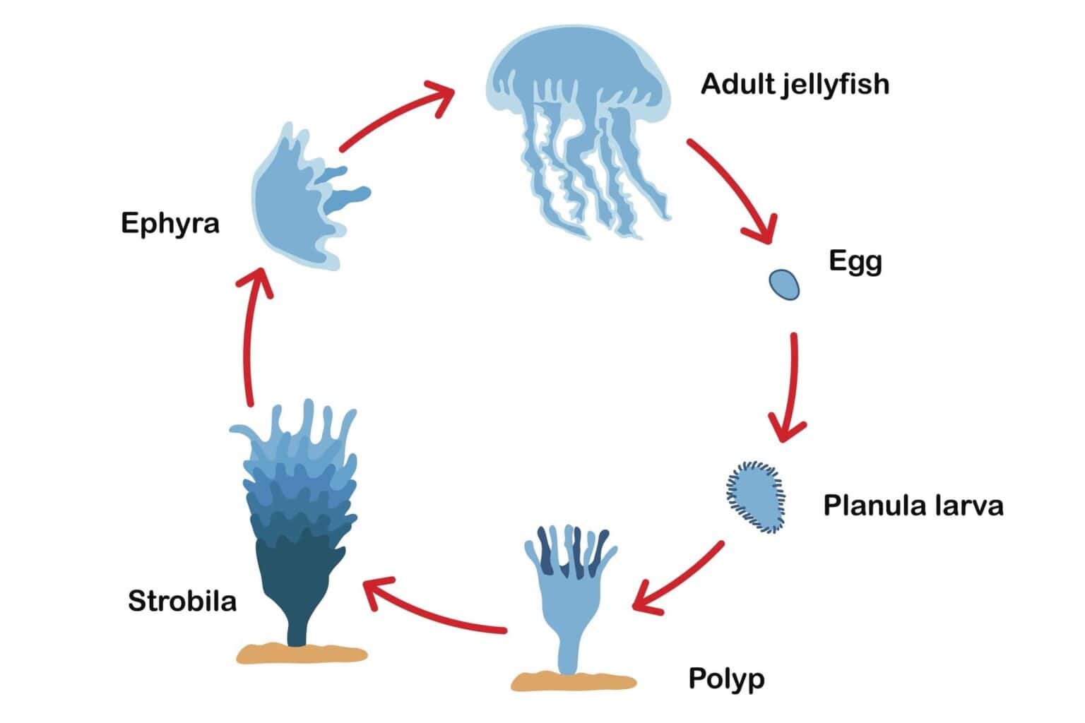 How Do Jellyfish Reproduce