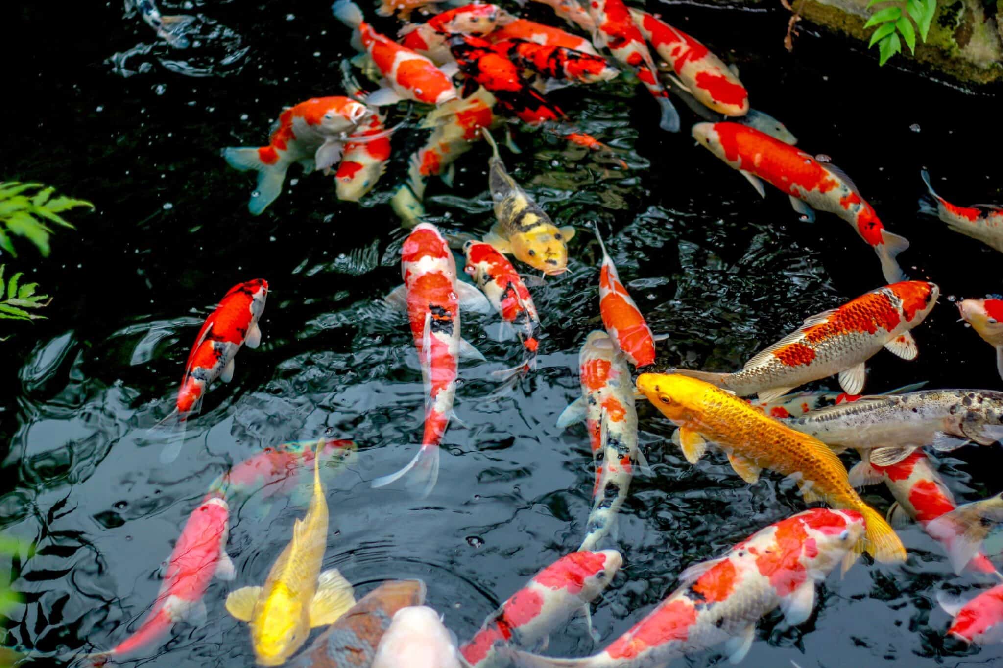 How Much Does a Koi Fish Cost? (2024 Price Guide)