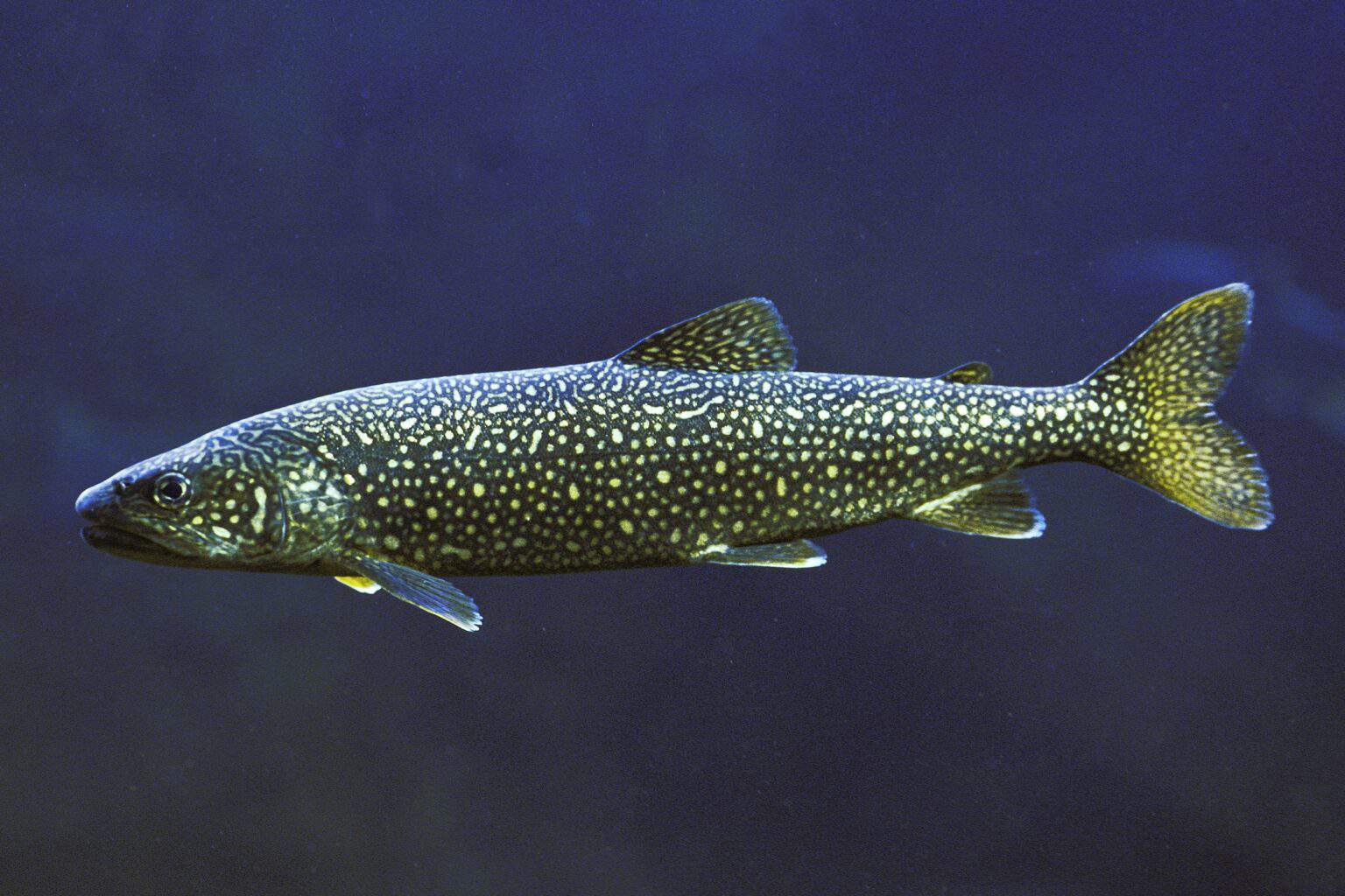 16 Types of Trout Species