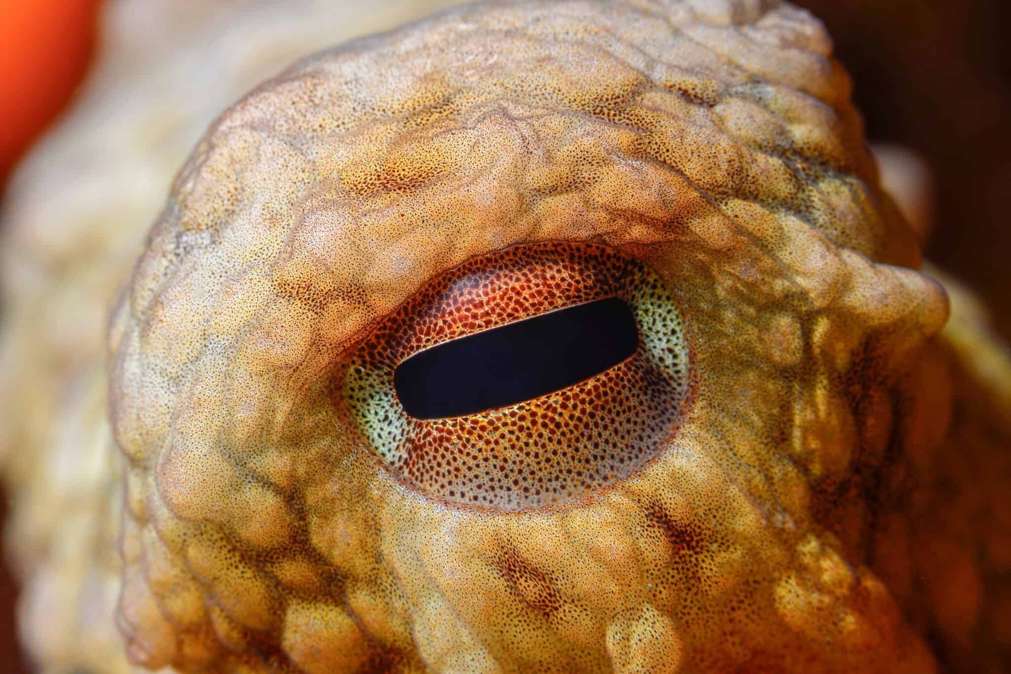 13 Interesting Facts About Octopus Eyes and Vision